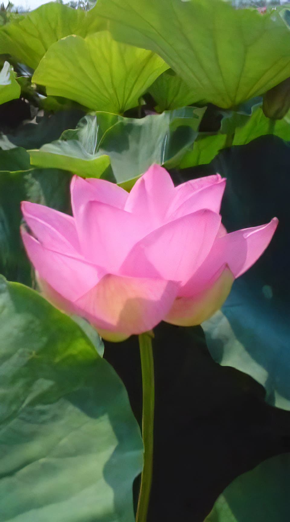出淤泥而不染
